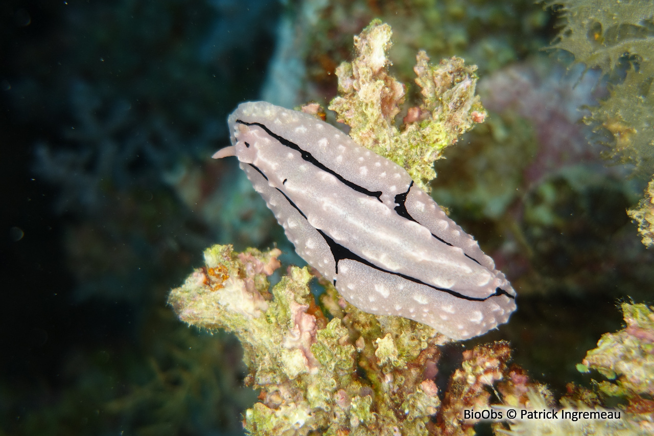 Phyllidiopsis de shireen - Phyllidiopsis shireenae - Patrick Ingremeau - BioObs
