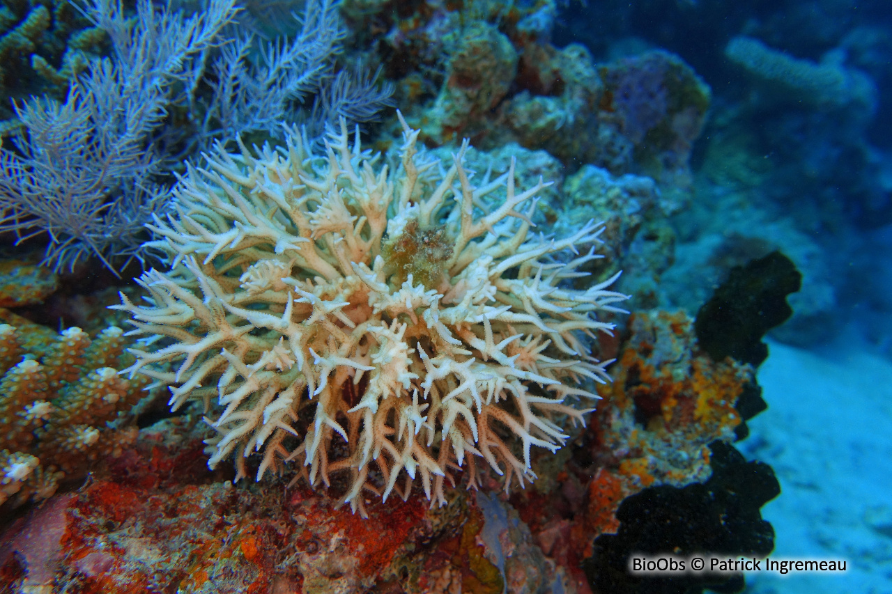 Corail-aiguille - Seriatopora hystrix - Patrick Ingremeau - BioObs