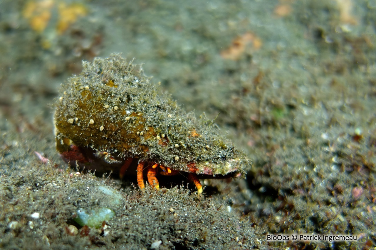 Bernard l'ermite à chaussettes tricolores - Ciliopagurus tricolor - Patrick Ingremeau - BioObs