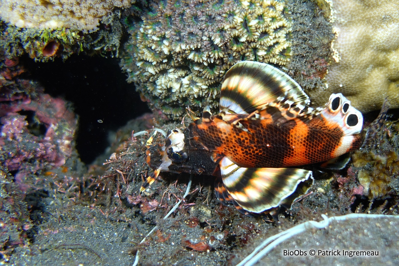 Ptérois ocellé - Dendrochirus biocellatus - Patrick Ingremeau - BioObs