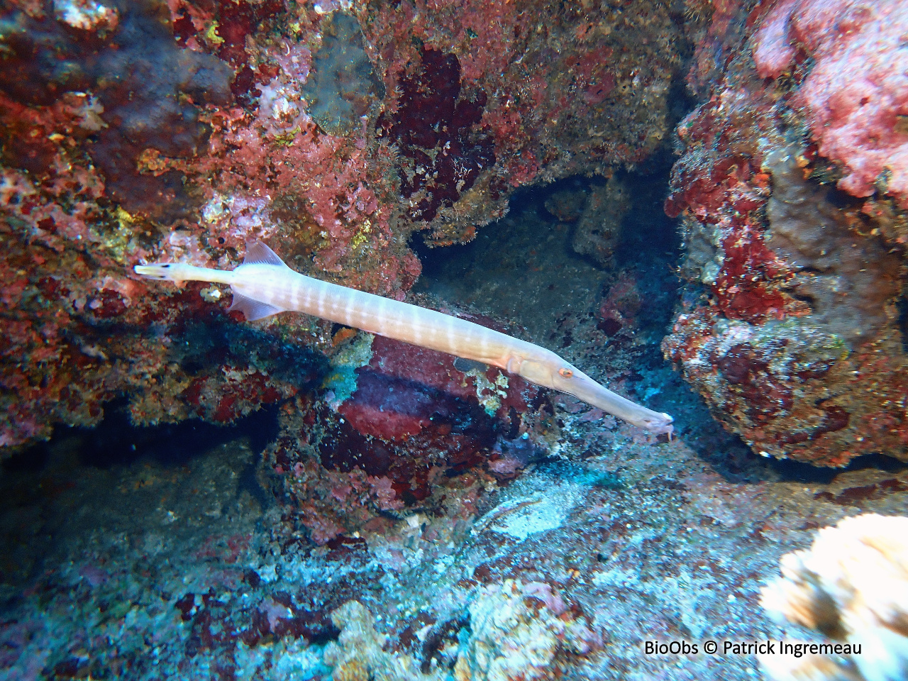 Poisson-trompette de l'Indo-Pacifique - Aulostomus chinensis - Patrick Ingremeau - BioObs