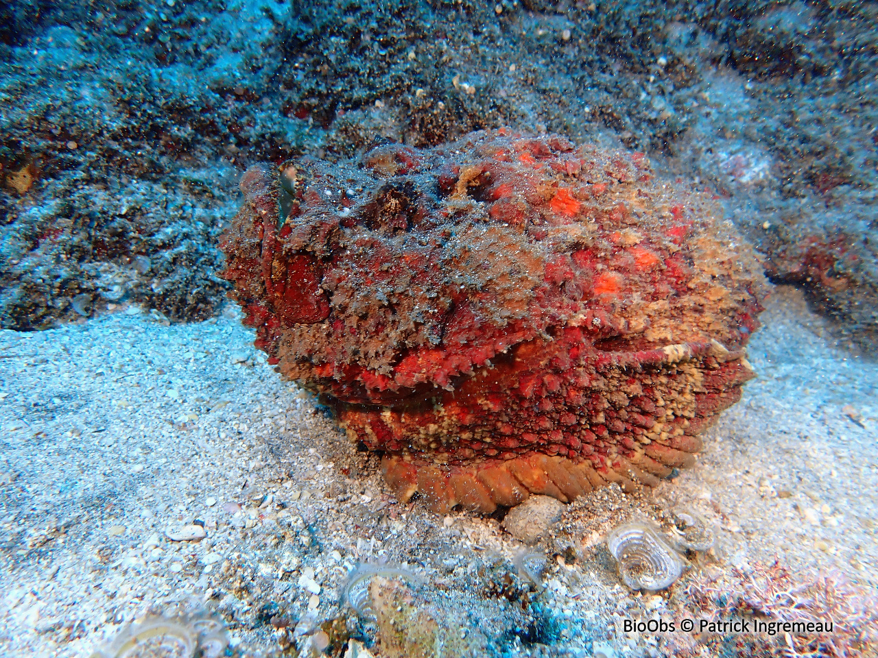 Poisson-pierre commun - Synanceia verrucosa - Patrick Ingremeau - BioObs