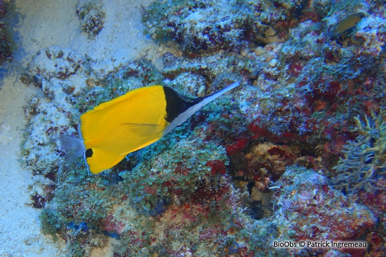 Poisson-pincette à très long nez - Forcipiger longirostris - Patrick Ingremeau - BioObs