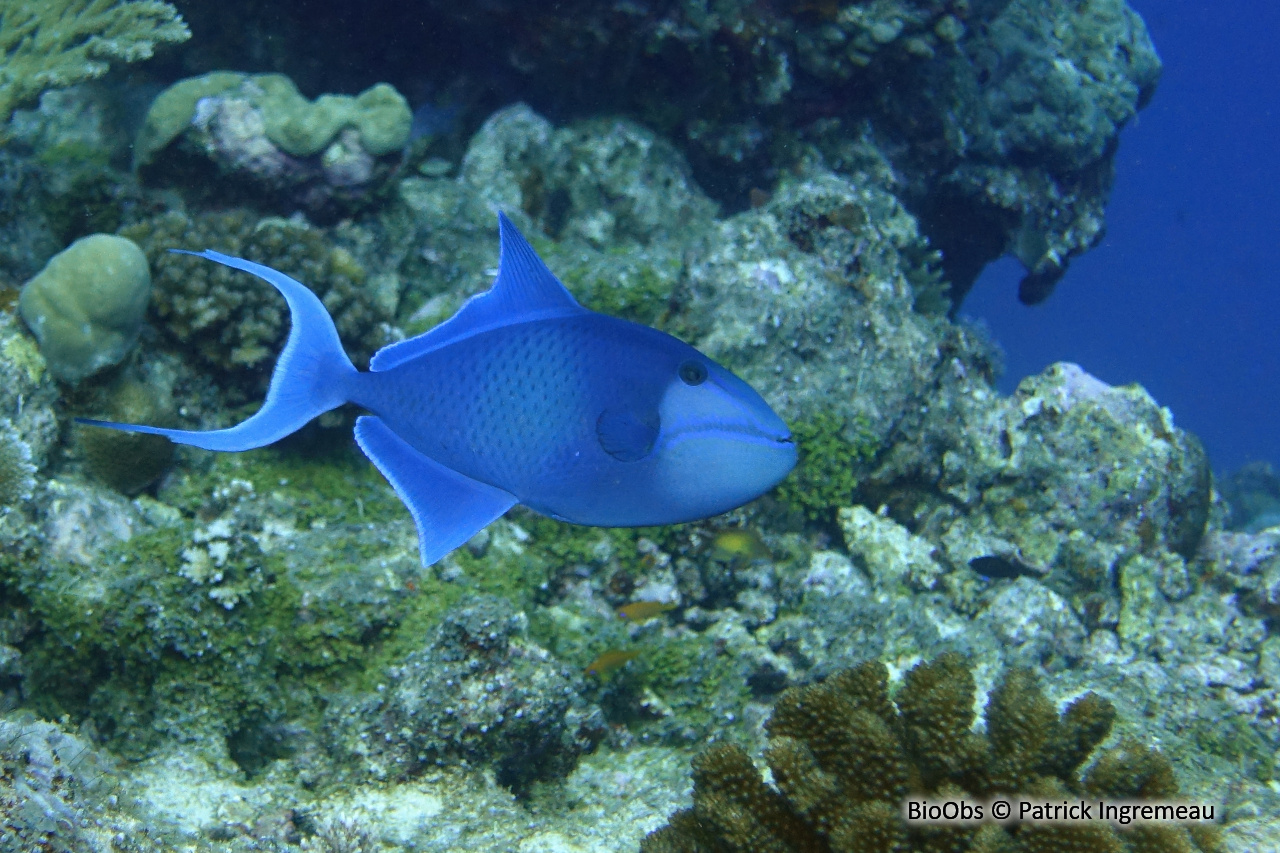 Baliste bleu - Odonus niger - Patrick Ingremeau - BioObs
