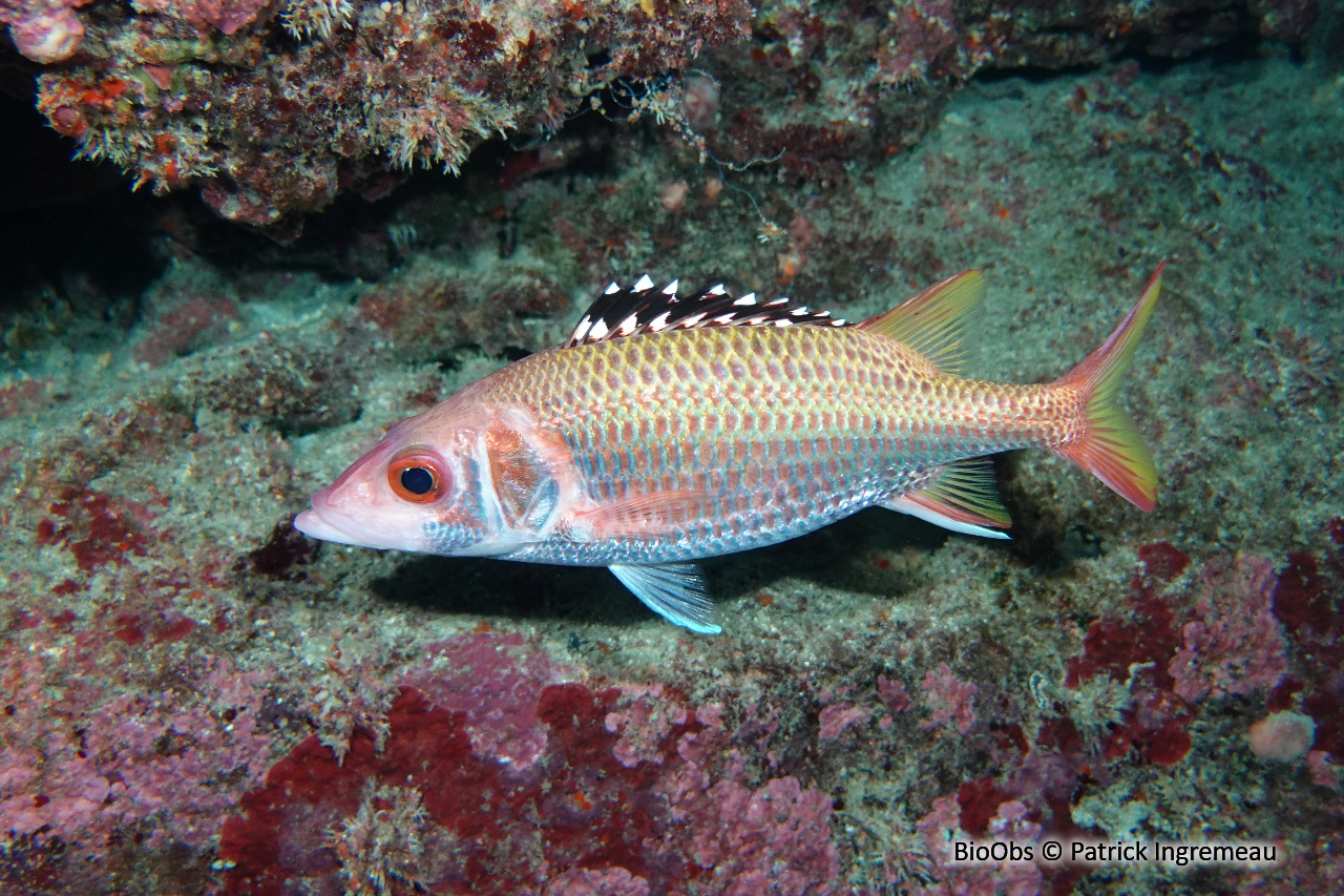 Poisson-écureuil argenté à bandes - Neoniphon opercularis - Patrick Ingremeau - BioObs
