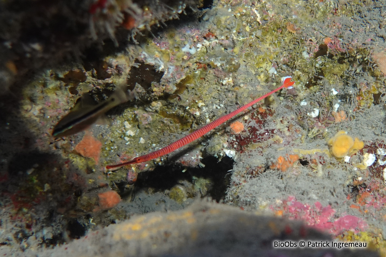 Syngnathe annelé - Dunckerocampus multiannulatus - Patrick Ingremeau - BioObs