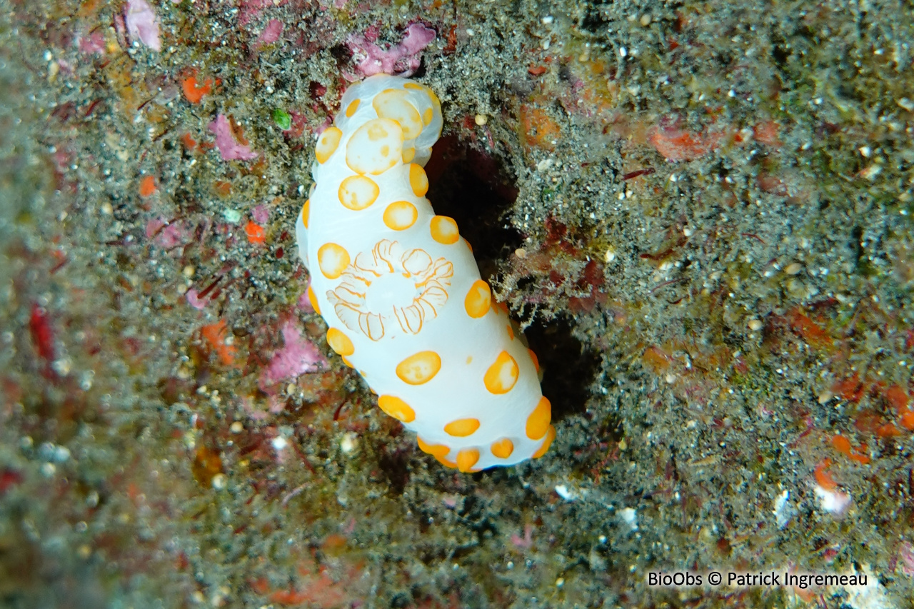 Doris à papilles orangées - Gymnodoris impudica - Patrick Ingremeau - BioObs