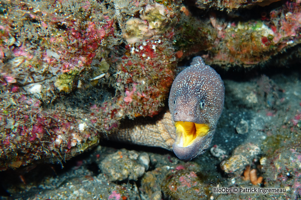 Murène à bouche jaune - Gymnothorax nudivomer - Patrick Ingremeau - BioObs