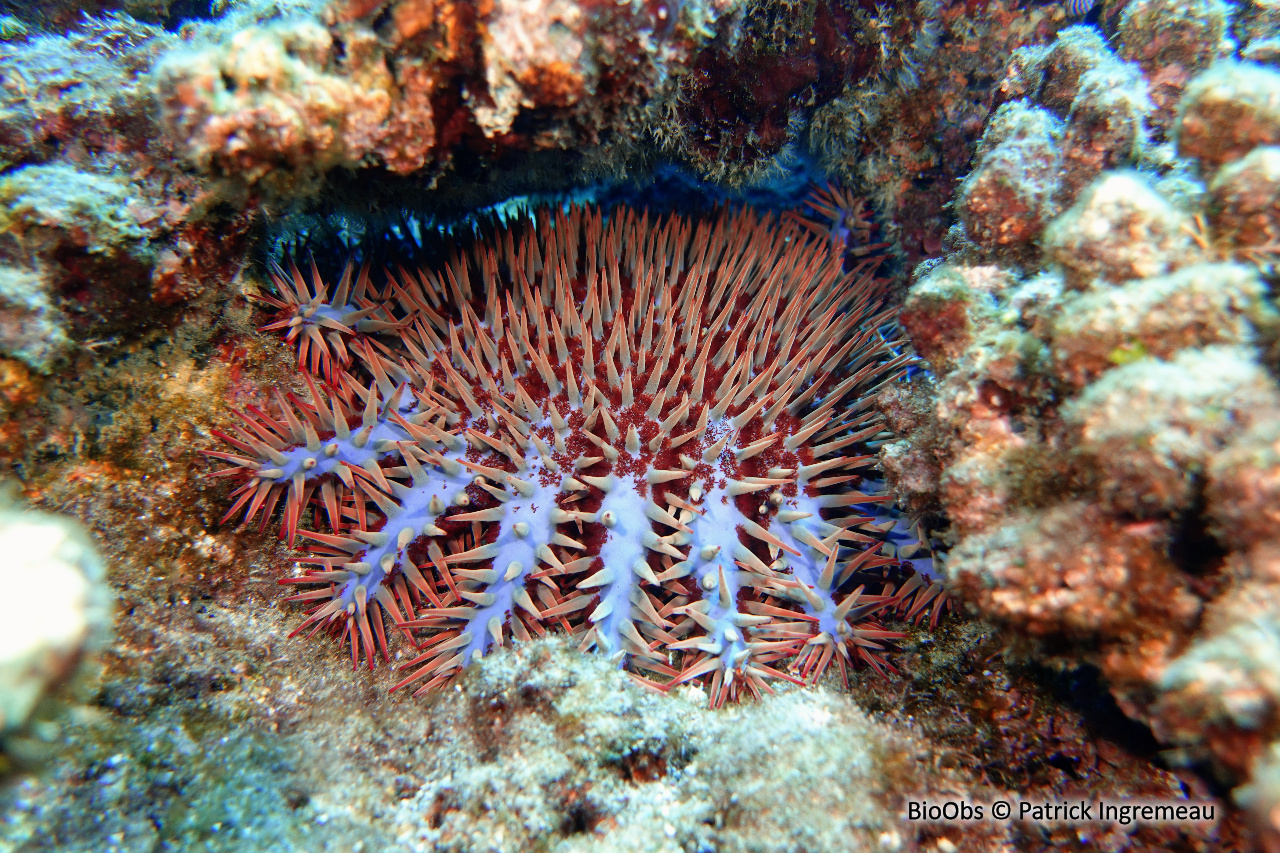 Etoile de mer couronne d'épines de Maurice - Acanthaster mauritiensis - Patrick Ingremeau - BioObs