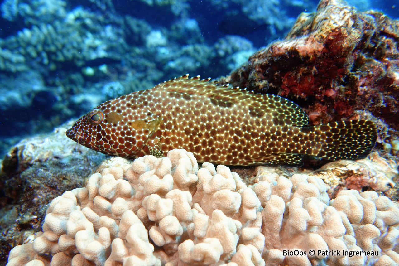 Mérou mélifère - Epinephelus hexagonatus - Patrick Ingremeau - BioObs