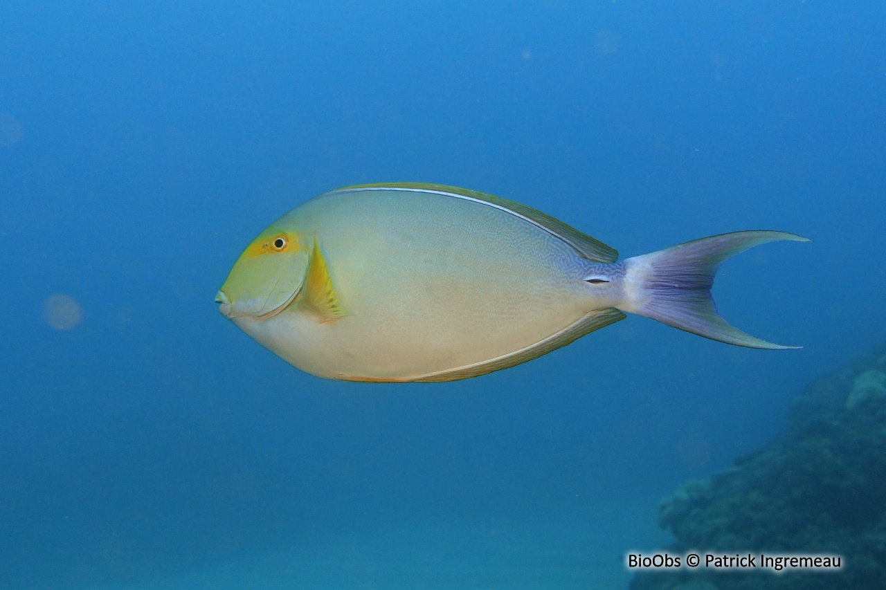 Chirurgien aile jaune - Acanthurus xanthopterus - Patrick Ingremeau - BioObs