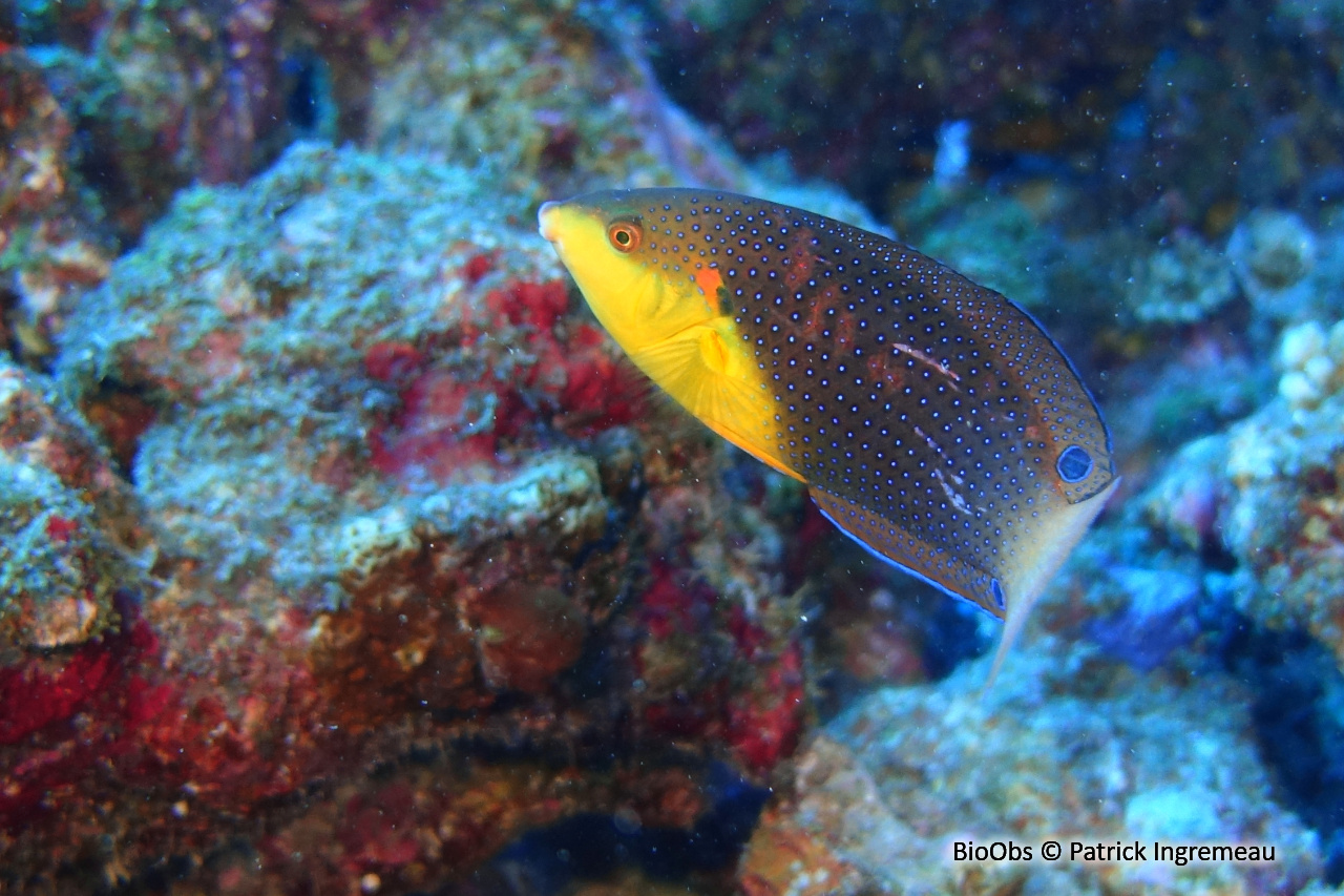 labre à poitrine jaune - Anampses twistii - Patrick Ingremeau - BioObs