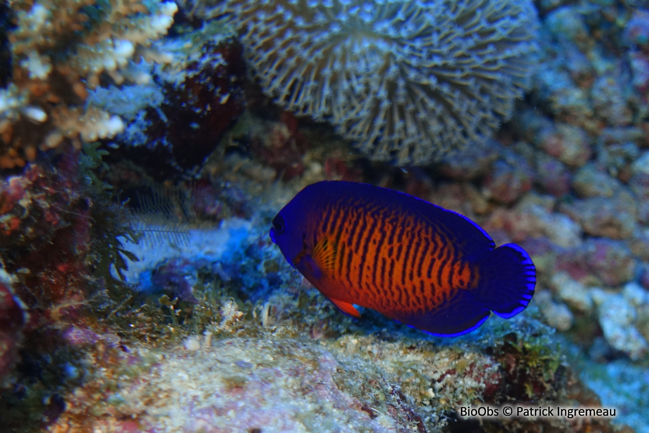 Poisson-ange nain à deux épines - Centropyge bispinosa - Patrick Ingremeau - BioObs