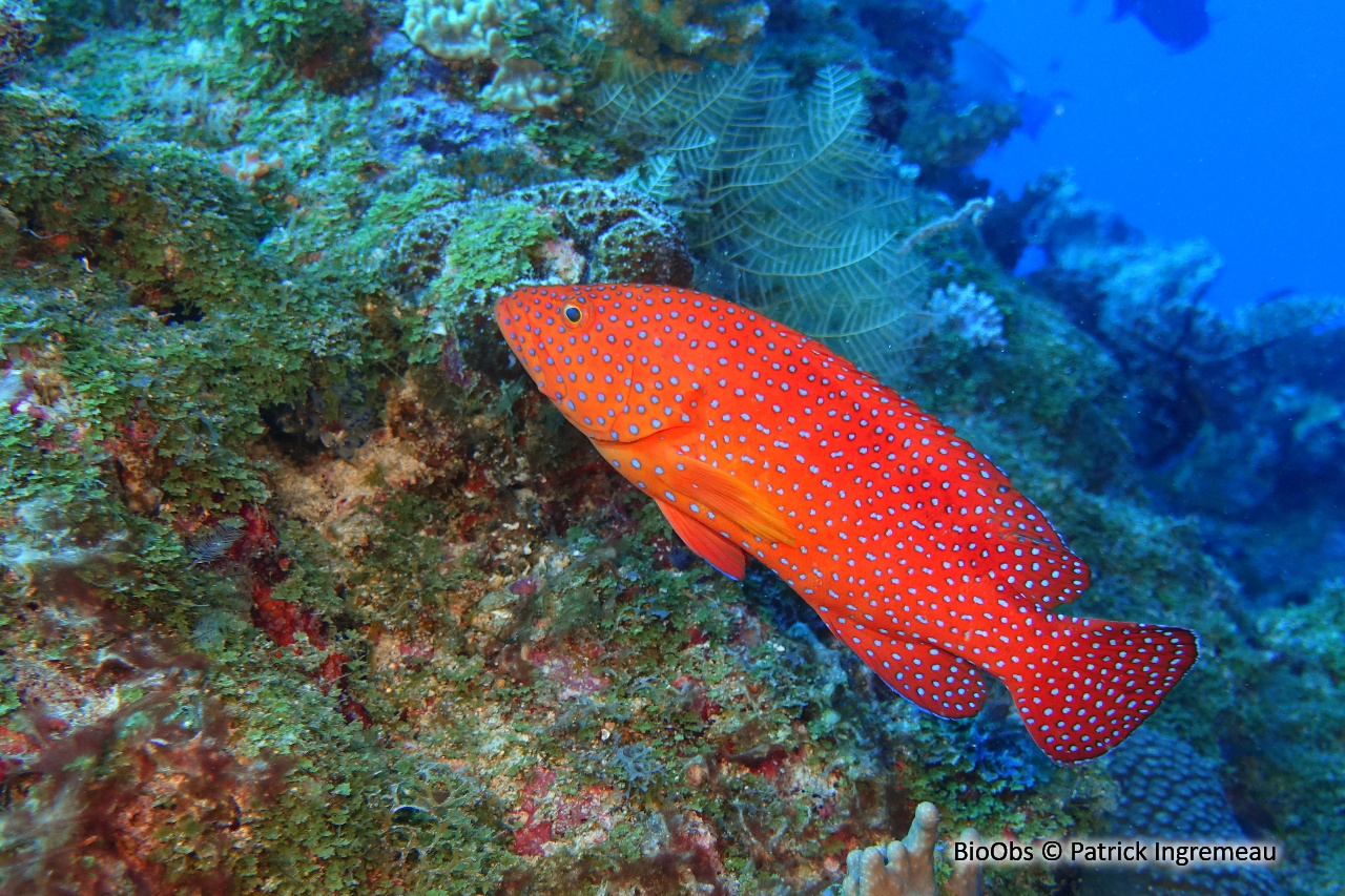 Mérou rouge - Cephalopholis miniata - Patrick Ingremeau - BioObs