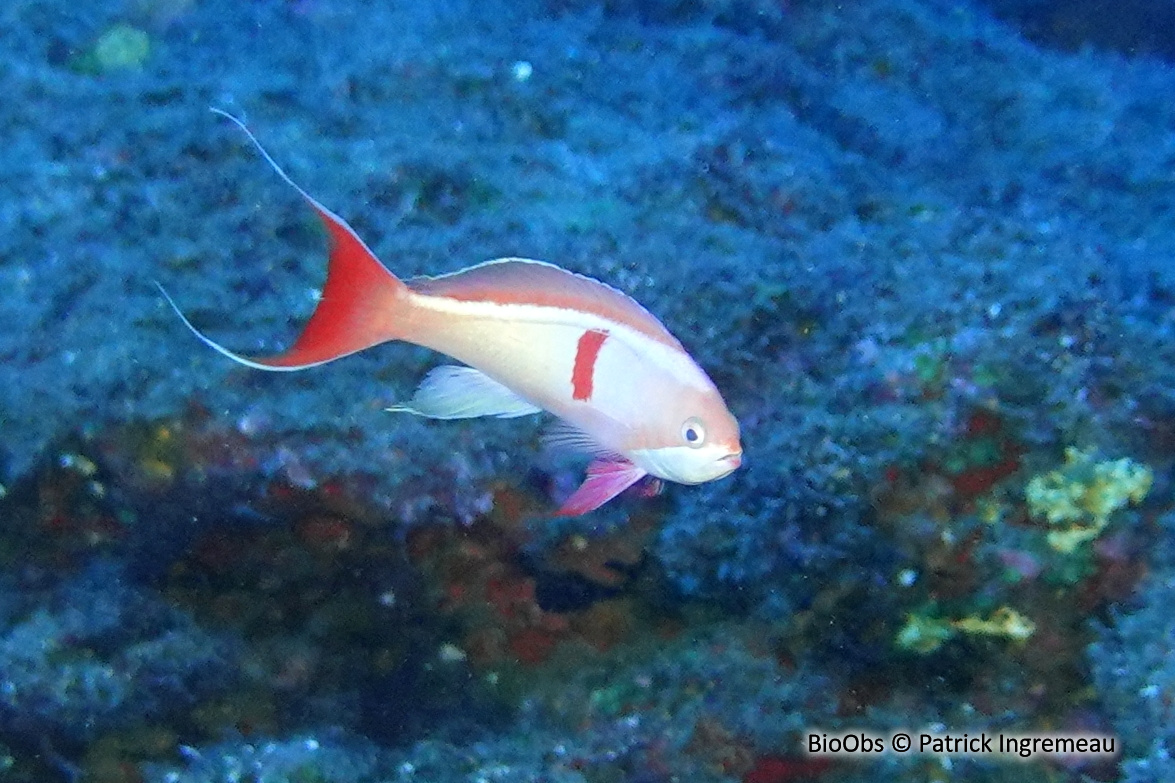 Anthias à tache rouge - Pseudanthias cooperi - Patrick Ingremeau - BioObs