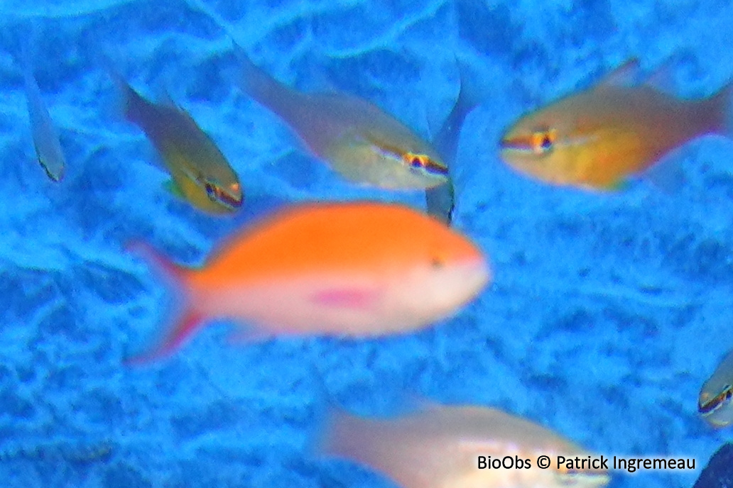 Anthias bicolore - Pseudanthias bicolor - Patrick Ingremeau - BioObs