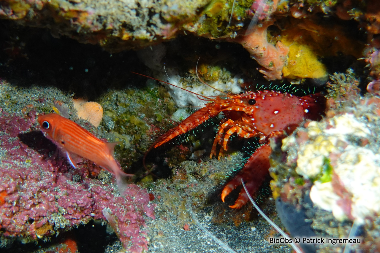 Homard occidental - Enoplometopus occidentalis - Patrick Ingremeau - BioObs