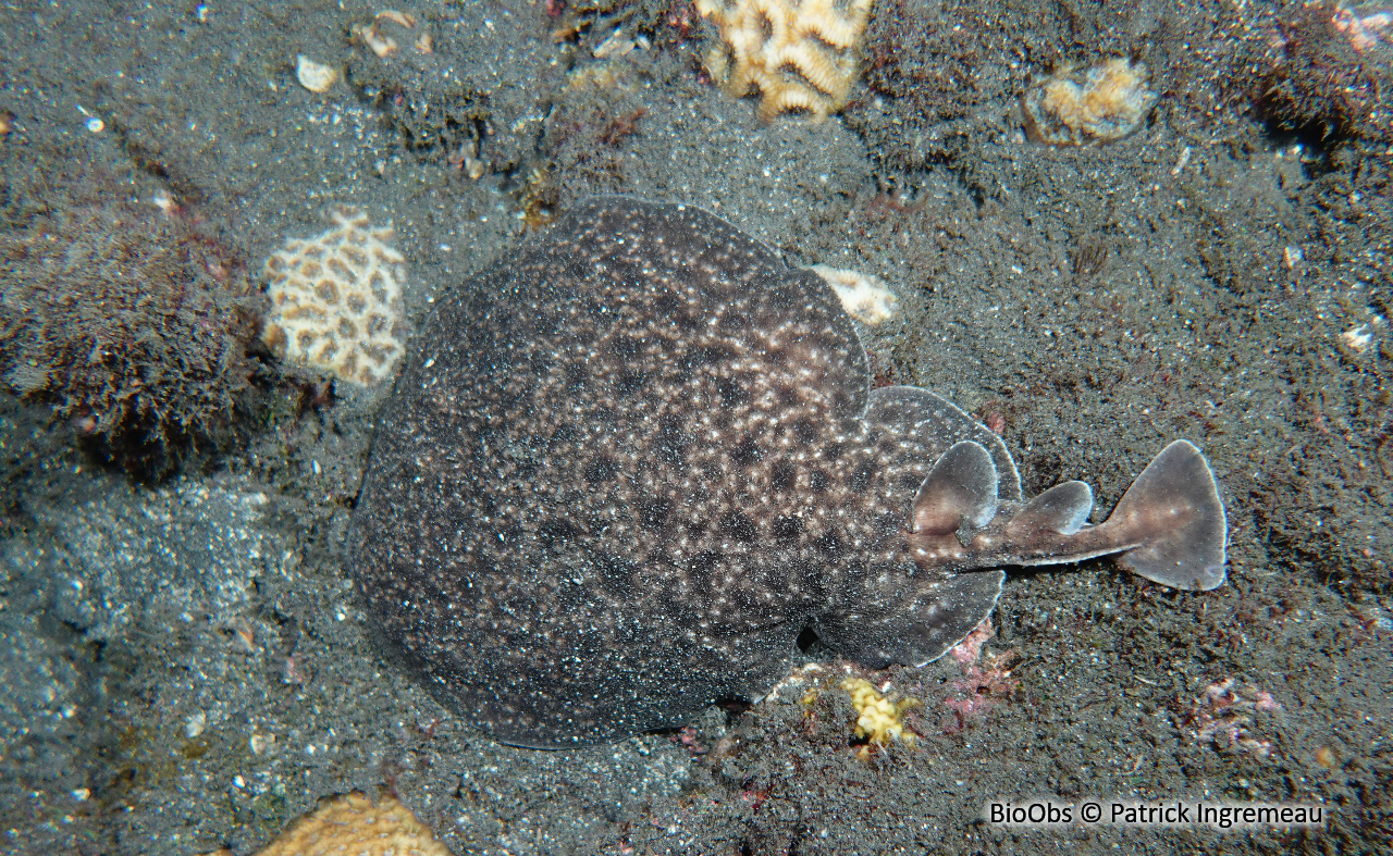 Torpille tachetée - Torpedo fuscomaculata - Patrick Ingremeau - BioObs