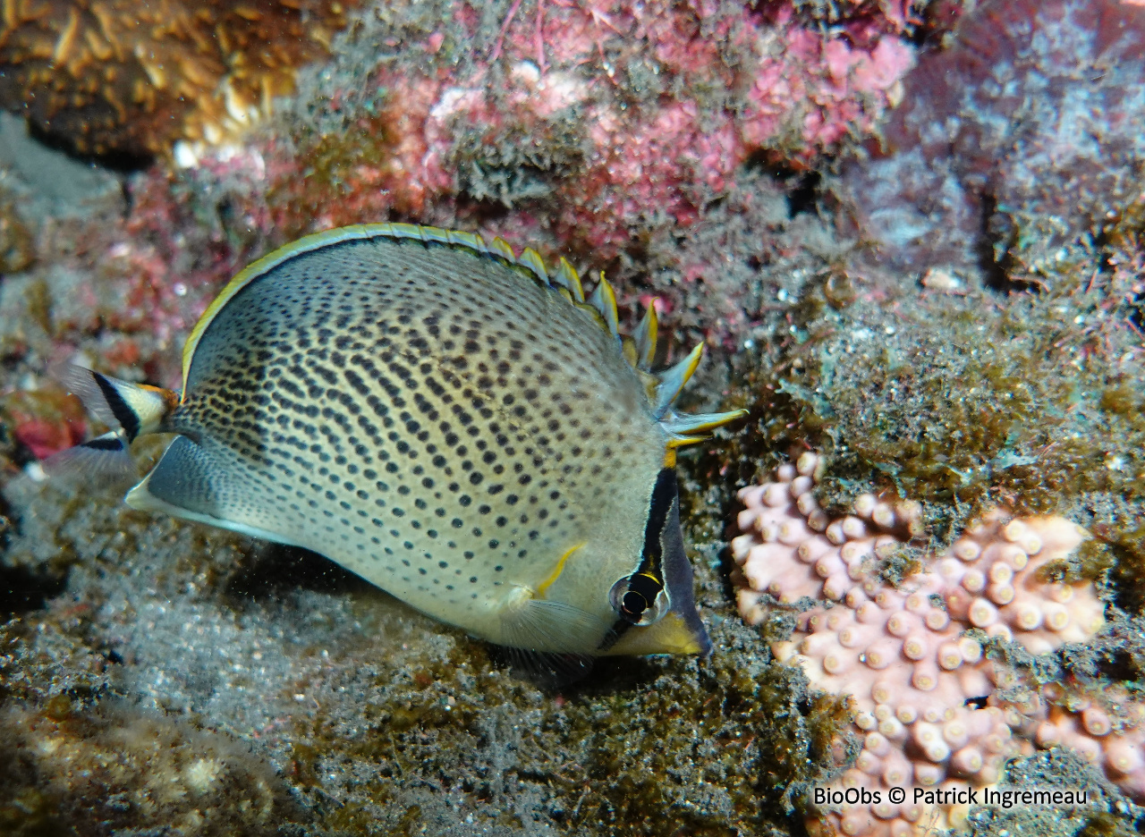 Poisson-papillon moucheté - Chaetodon guttatissimus - Patrick Ingremeau - BioObs