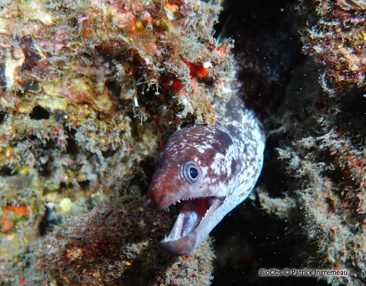 Murène à cou taché - Gymnothorax margaritophorus - Patrick Ingremeau - BioObs