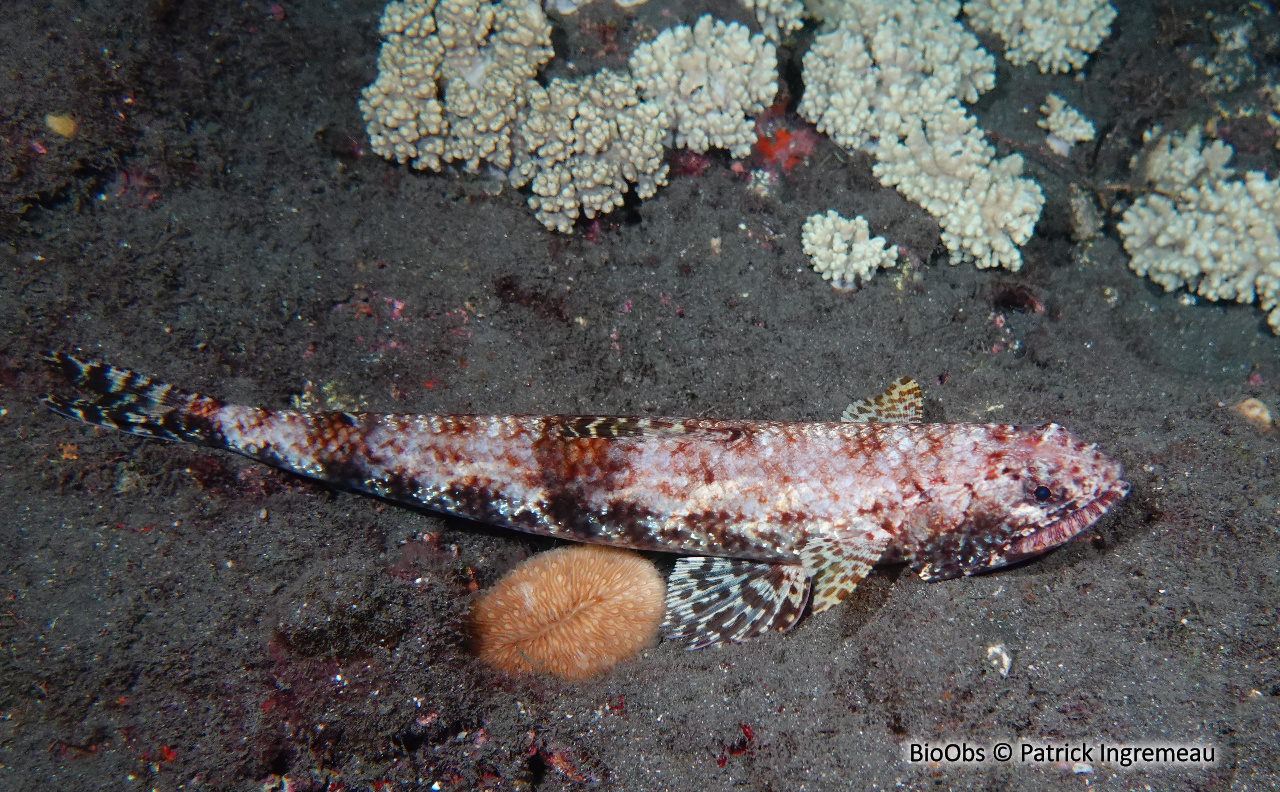 Poisson lézard - Synodus binotatus - Patrick Ingremeau - BioObs