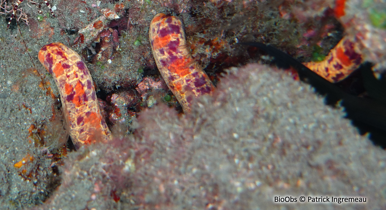 Leiaster coriaceus - Leiaster coriaceus - Patrick Ingremeau - BioObs