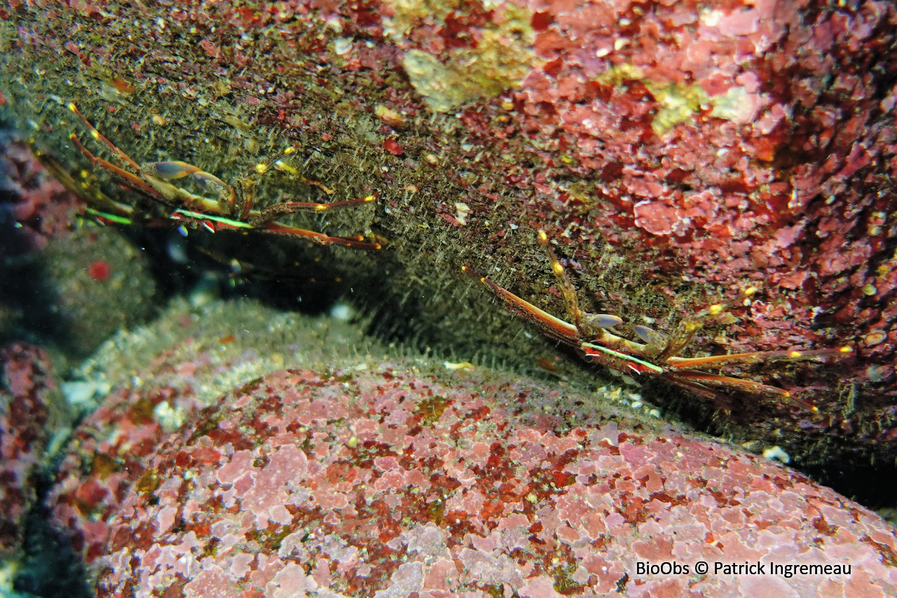 Crabe plat de Guinot - Percnon guinotae - Patrick Ingremeau - BioObs