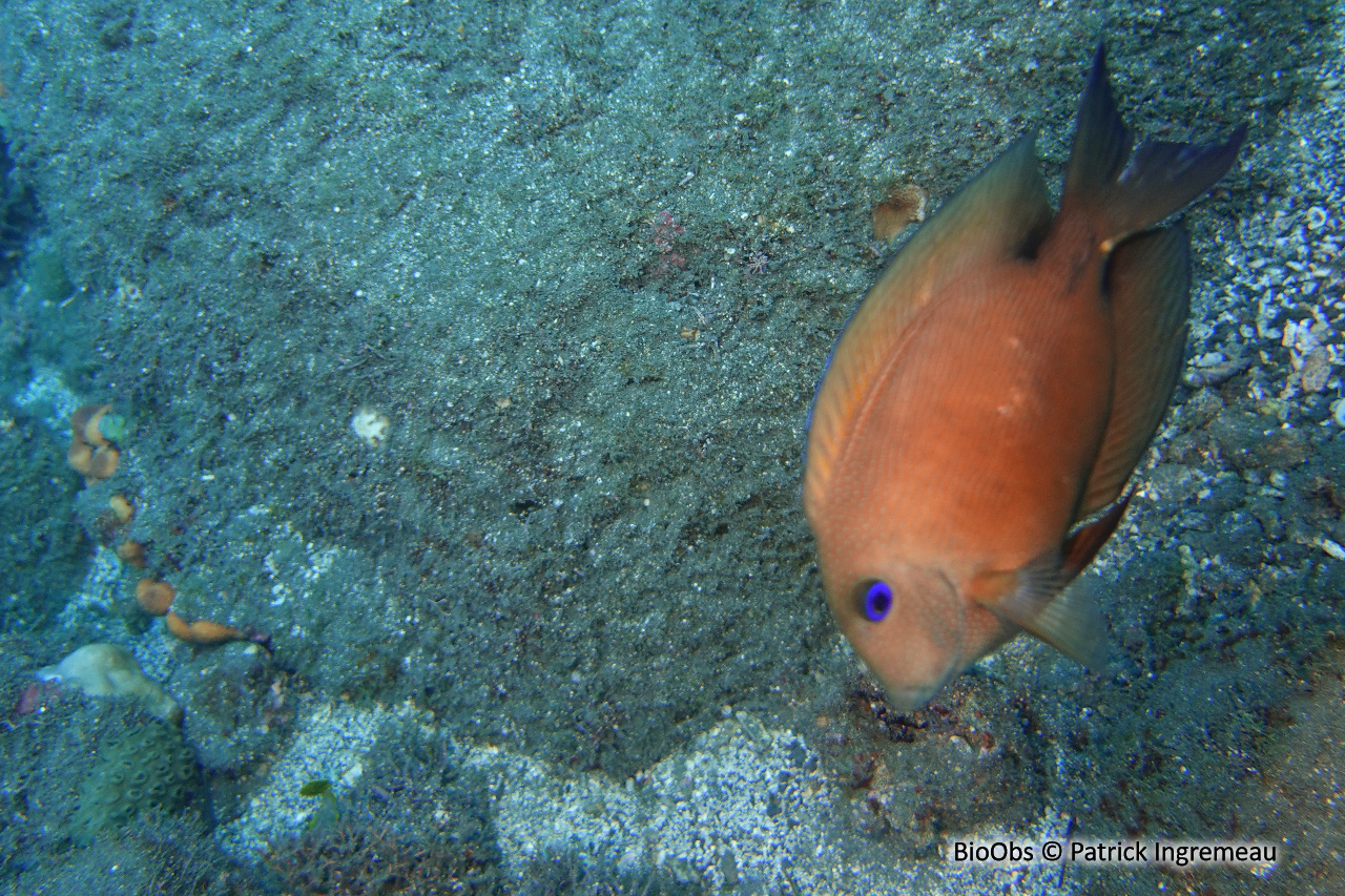 Poisson chirurgien à deux taches - Ctenochaetus binotatus - Patrick Ingremeau - BioObs