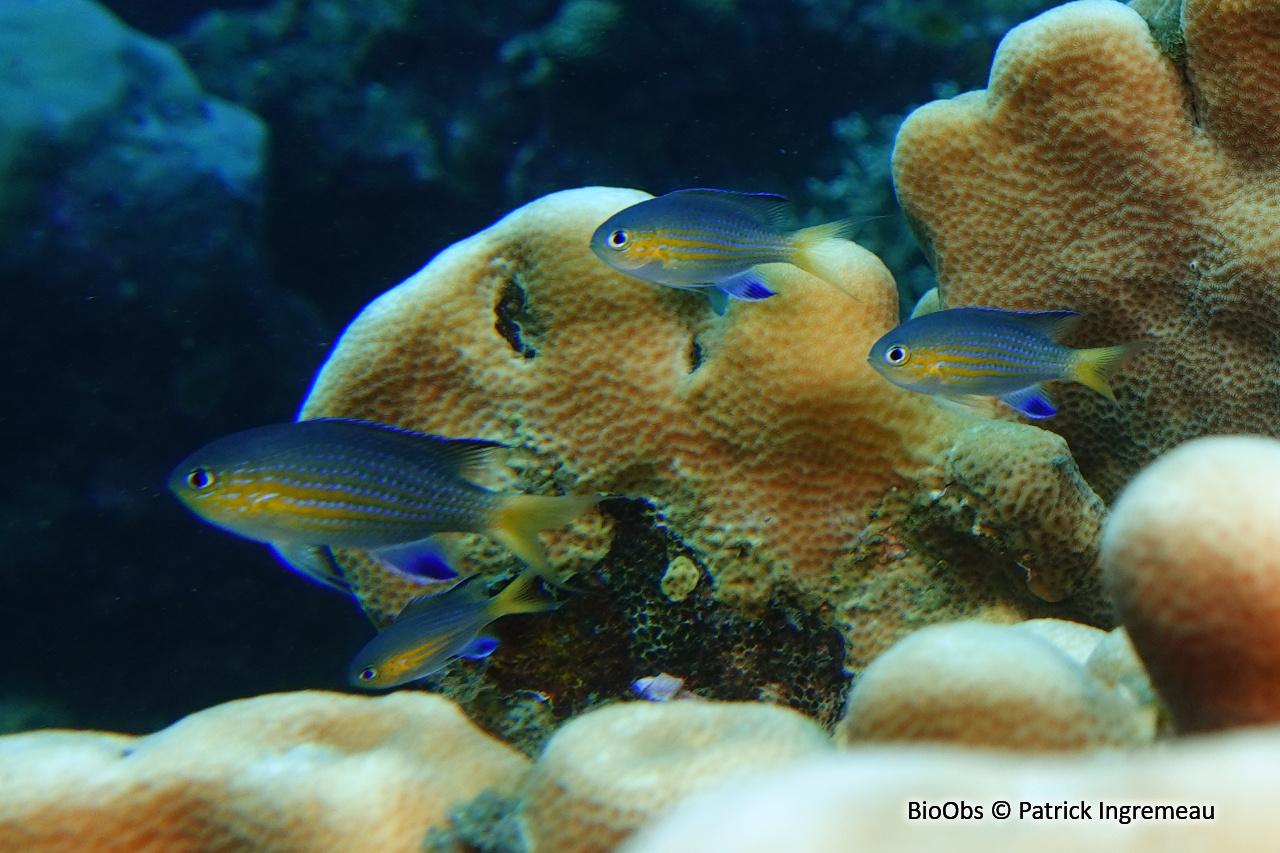 Chromis à queue noire - Pycnochromis nigrurus - Patrick Ingremeau - BioObs