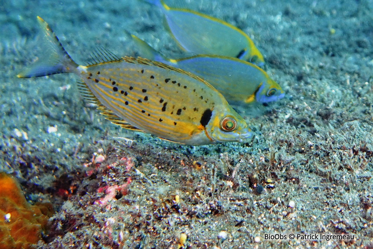 Poisson lapin à queue tronquée - Siganus luridus - Patrick Ingremeau - BioObs