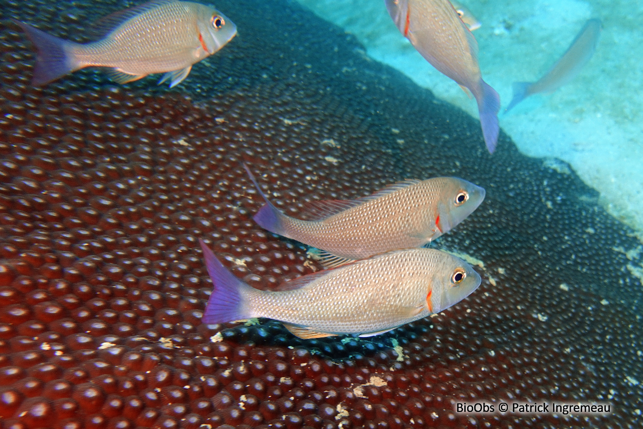 Capitaine lentilles - Lethrinus lentjan - Patrick Ingremeau - BioObs