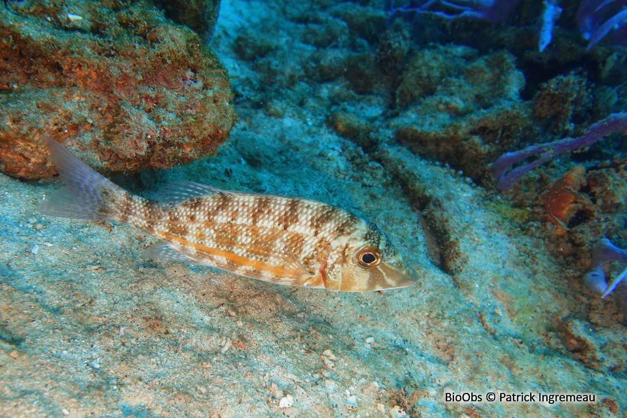 Lethrinus à ligne orange - Lethrinus obsoletus - Patrick Ingremeau - BioObs
