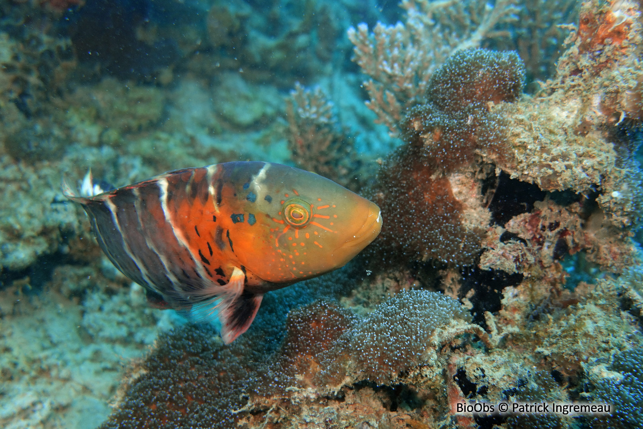 Vieille rayée - Cheilinus fasciatus - Patrick Ingremeau - BioObs