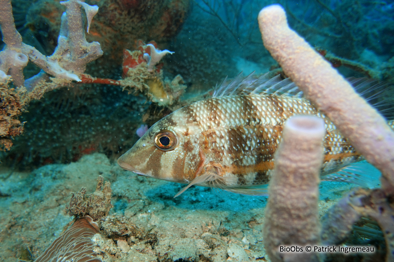 Lethrinus à ligne orange - Lethrinus obsoletus - Patrick Ingremeau - BioObs