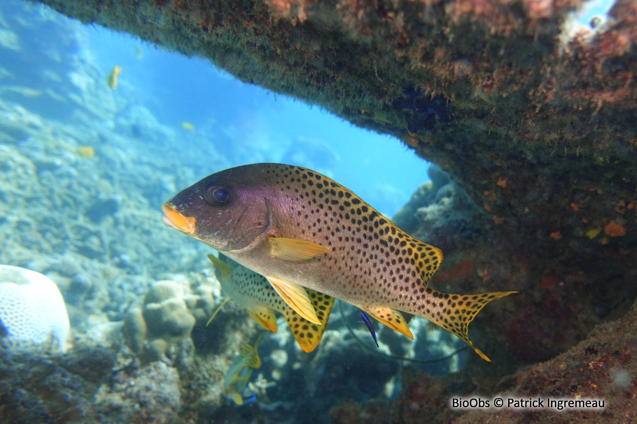 Diagramme moucheté - Plectorhinchus gaterinus - Patrick Ingremeau - BioObs