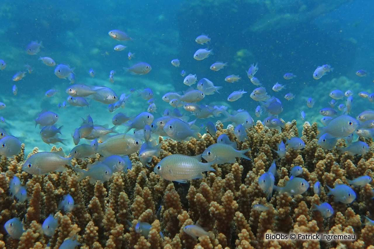 Demoiselle bleu-vert - Chromis viridis - Patrick Ingremeau - BioObs