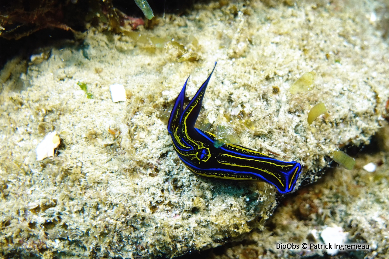 Cephalaspide-sangsue - Chelidonura hirundinina - Patrick Ingremeau - BioObs