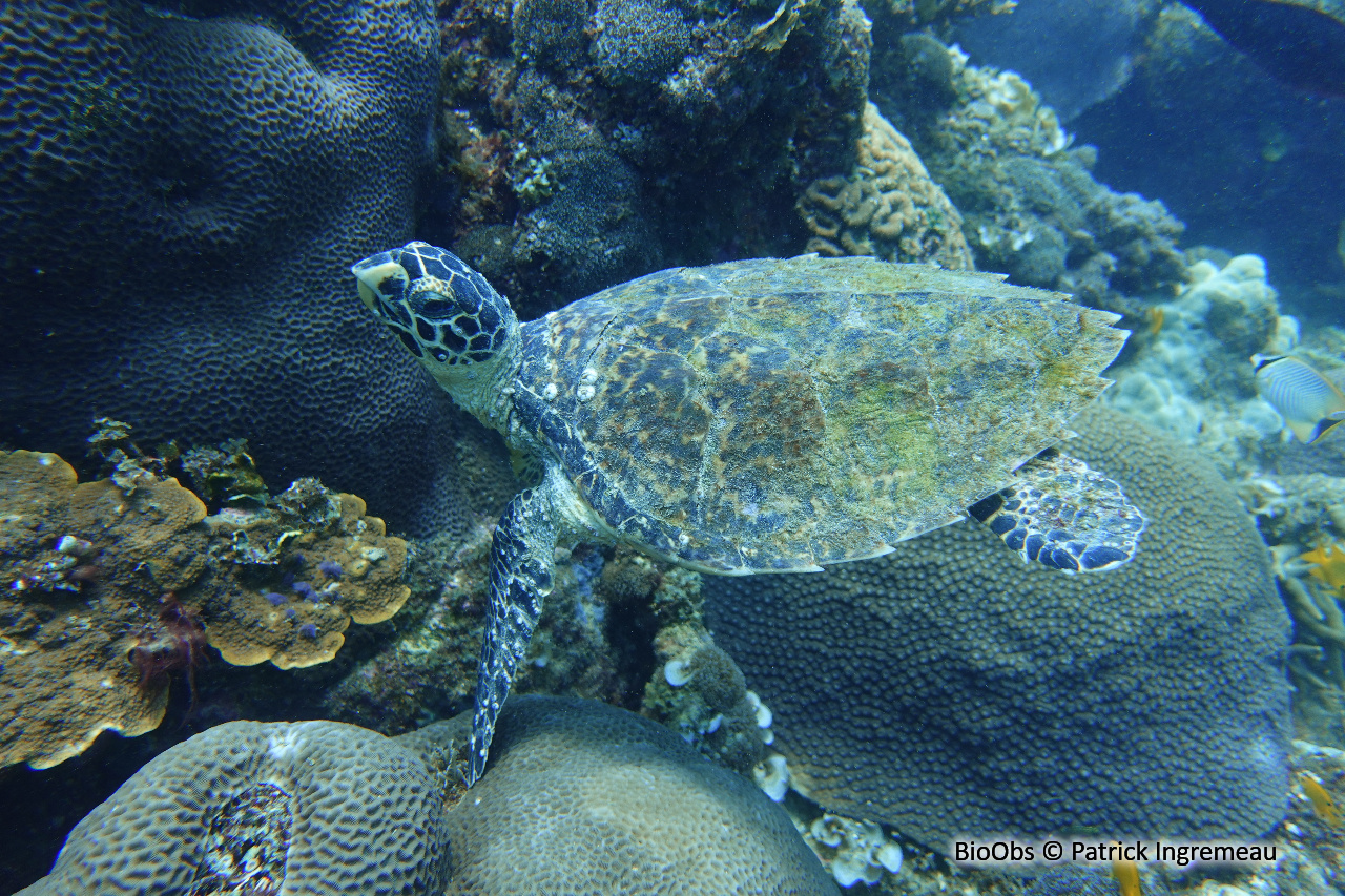 Tortue imbriquée - Eretmochelys imbricata - Patrick Ingremeau - BioObs