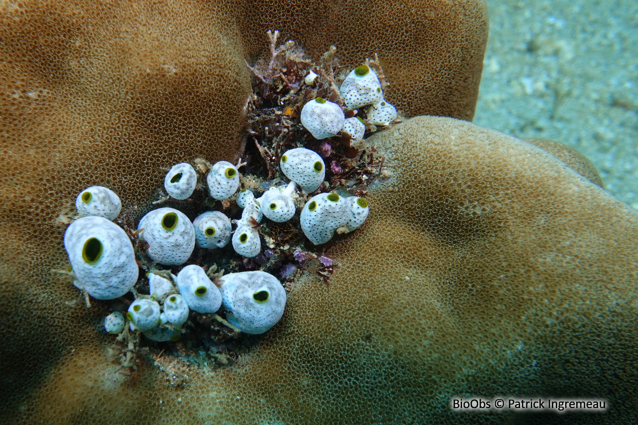 Grande synascidie-urne - Didemnum molle - Patrick Ingremeau - BioObs