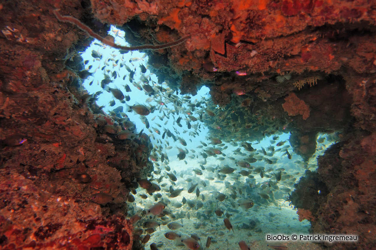 Apogon à stries oranges - Taeniamia fucata - Patrick Ingremeau - BioObs
