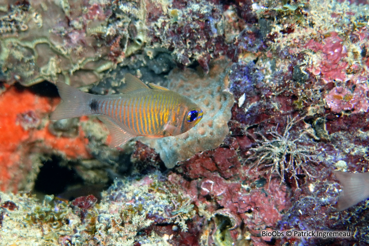 Apogon à stries oranges - Taeniamia fucata - Patrick Ingremeau - BioObs