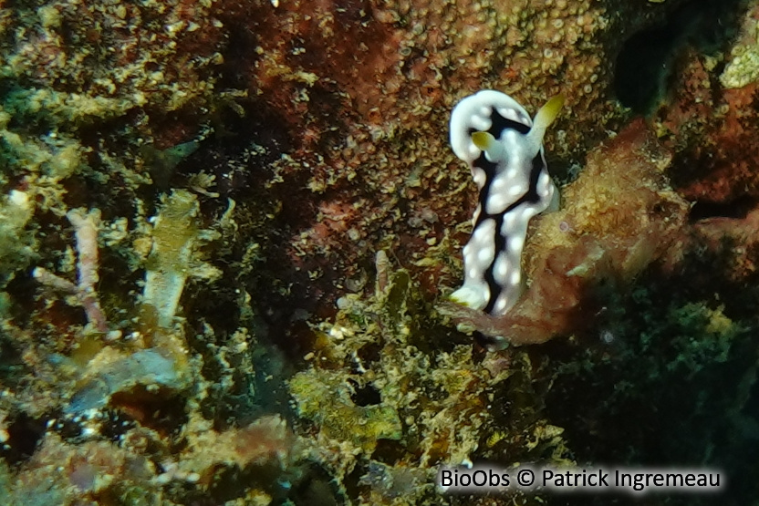 Doris géometrique - Goniobranchus geometricus - Patrick Ingremeau - BioObs