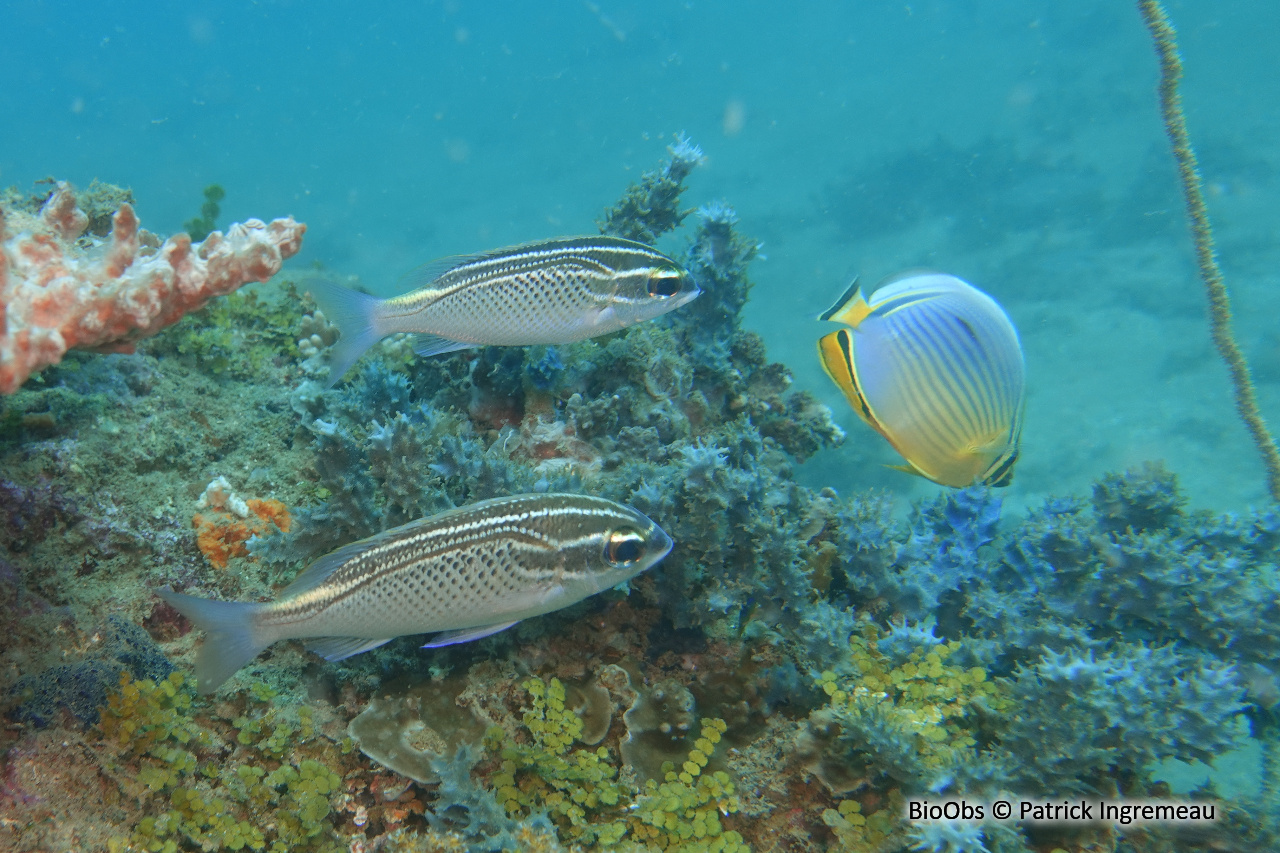 Brème de mer arabe - Scolopsis ghanam - Patrick Ingremeau - BioObs