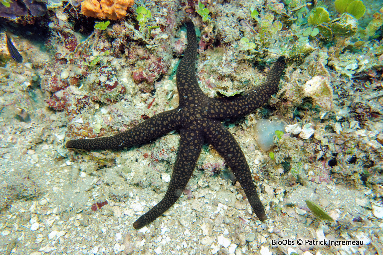 Nardoa variolata - Nardoa variolata - Patrick Ingremeau - BioObs