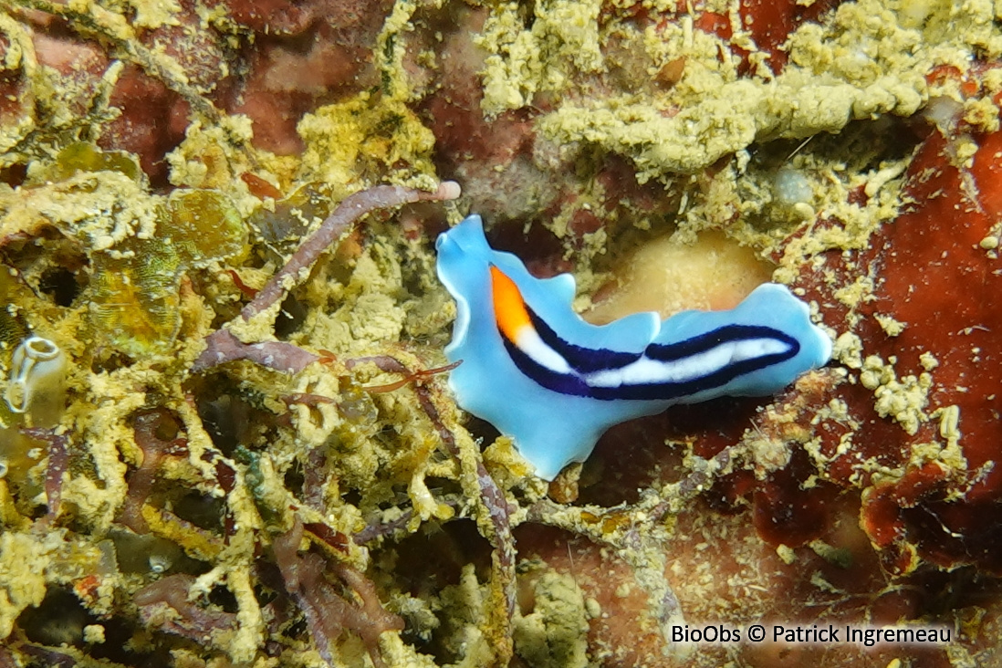 Ver plat à pointe orange - Pseudoceros liparus - Patrick Ingremeau - BioObs