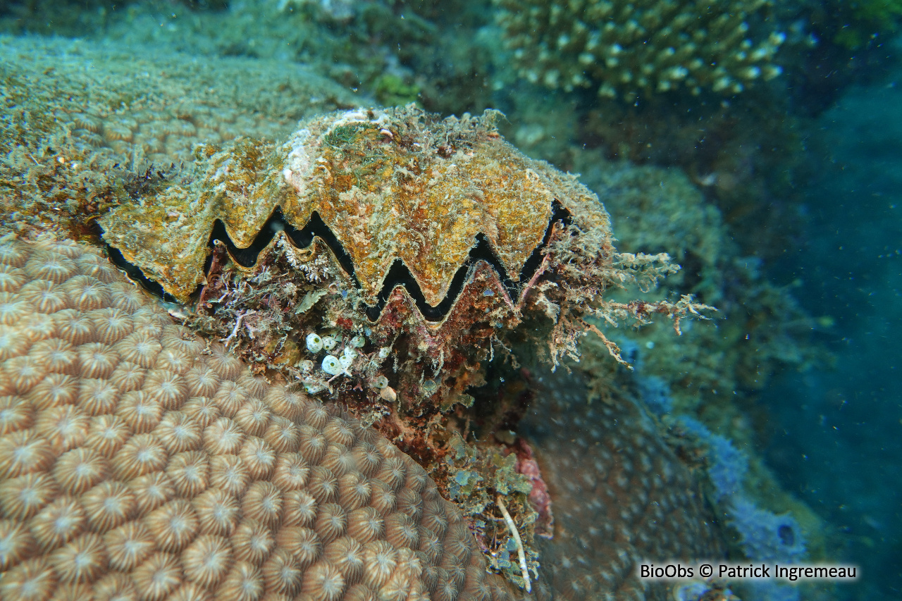Huître zig-zag - Hyotissa hyotis - Patrick Ingremeau - BioObs