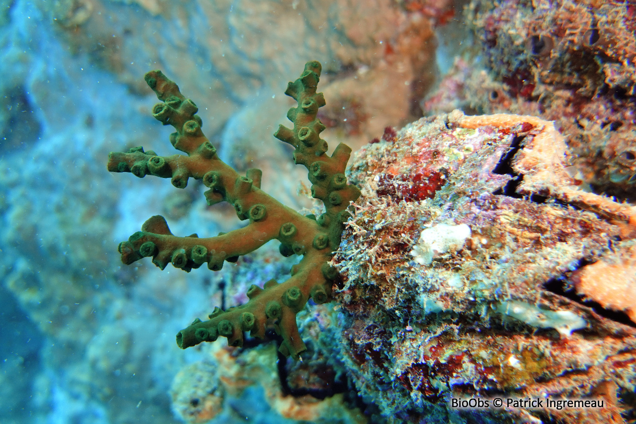 Tubastrée arborescente - Tubastraea micranthus - Patrick Ingremeau - BioObs