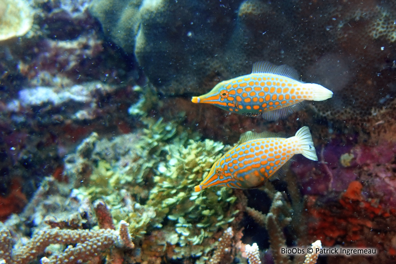 Poisson-lime à taches orange - Oxymonacanthus longirostris - Patrick Ingremeau - BioObs