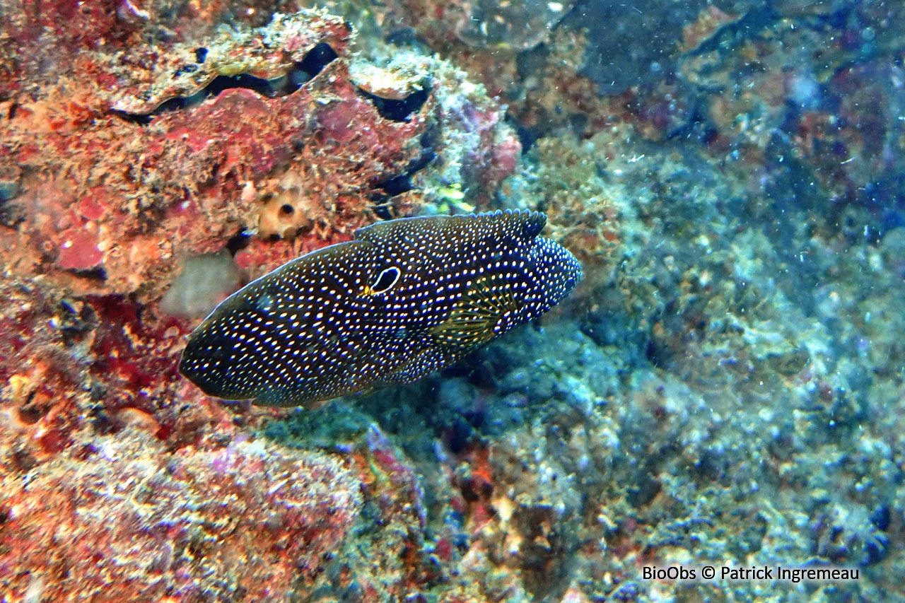 Comète à grandes nageoires - Calloplesiops altivelis - Patrick Ingremeau - BioObs
