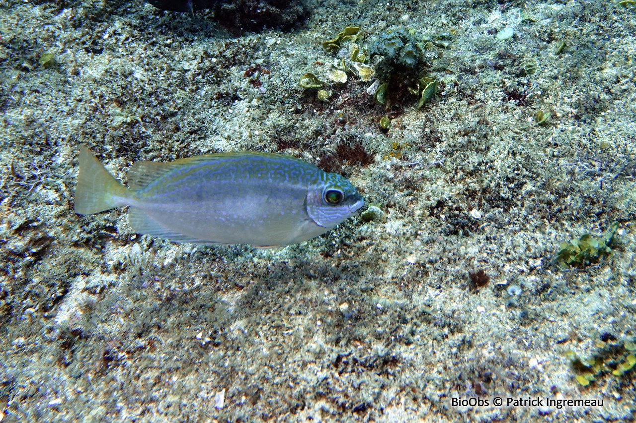 Poisson lapin à queue tronquée - Siganus luridus - Patrick Ingremeau - BioObs